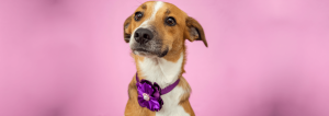 Cachorro no Nosso Vet, Blog