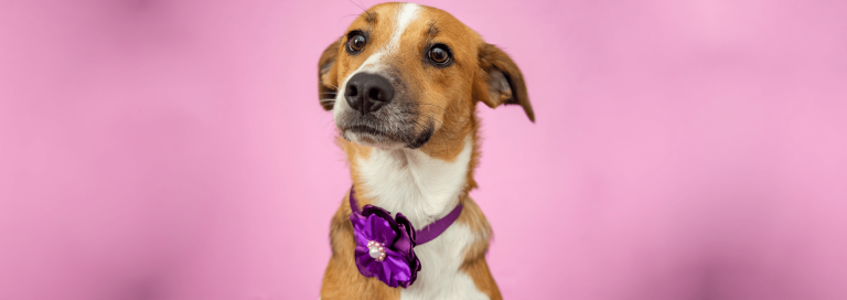 Cachorro no Nosso Vet, Blog